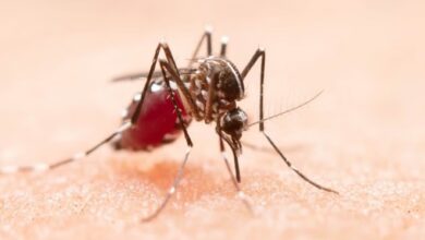 Photo of दिल्ली में डेंगू के मामले 300 पार, मलेरिया ने भी बढ़ाई चिंता