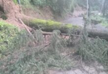 Photo of शिमला में बारिश से तबाही, 20 से ज्यादा पेड़ गिरने से भूस्खलन