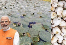 Photo of बिहार: पीएम मोदी ने सीमांचल के किसानों को दी बड़ी सौगात