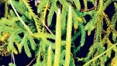 Photo of हिमाचल में मिली दुर्लभ वनस्पति, पाचन शक्ति को करेगी मजबूत
