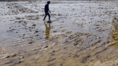 Photo of पंजाब में दरियाओं का उफान थमा, पौंग बांध से निकासी में बढ़ोतरी