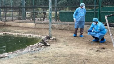 Photo of दिल्ली: ब्लैक नेक्ड आइबिस के नमूने मिले पॉजिटिव, बंद रहेगा चिड़ियाघर