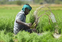 Photo of किसानों के लिए वरदान साबित हो रही फसल बीमा, आंकड़े दे रहे गवाही