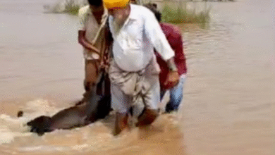 Photo of पंजाब में अफ़्रीकी स्वाइन फीवर का खतरा, 210 जानवर मरे