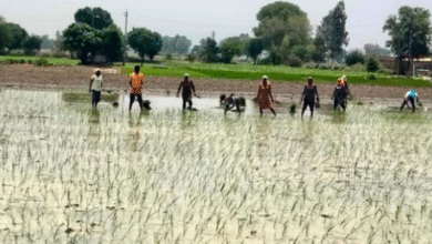 Photo of बारिश से किसानों पर दोहरी मार, पंजाब में धान की 20 फीसदी कम पैदावार