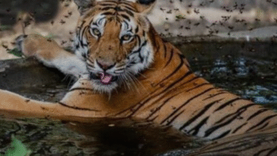 Photo of टाइगर स्टेट मध्य प्रदेश में बाघों की दहाड़ और होगी बुलंद