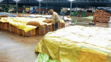 Photo of पंजाब में बारिश, किसानों की मुश्किलें बढ़ीं; आज 12 जिलों में यलो अलर्ट