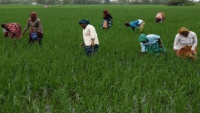 Photo of किसानों के लिए पंजाब सरकार ने जारी किए नए आदेश