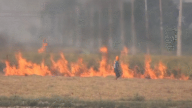 Photo of पंजाब में पराली जलाने का रिकॉर्ड टूटा, एक दिन में 283 मामले