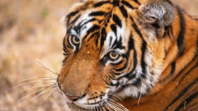 Photo of राजाजी टाइगर रिजर्व में बाघों के आकलन को लेकर तैयारी शुरू