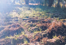 Photo of हिमाचल में किसानों को बारिश का इंतजार, गेहूं की बिजाई पर संकट