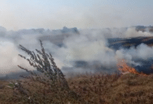 Photo of पंजाब में बढ़ा प्रदूषण: पराली जलाने के 100 नए मामले