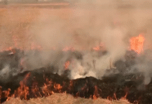 Photo of पंजाब में एक दिन में 442 जगह जली पराली