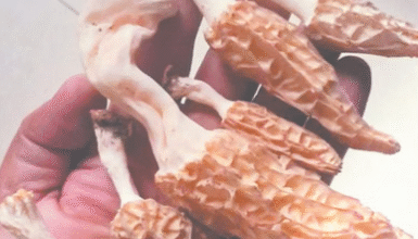 Photo of हिमाचल: घुमारवीं के ओसल जंगल में मिली पहाड़ों में उगने वाली दुर्लभ गुच्छी