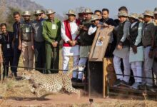 Photo of मध्य प्रदेश: कूनो नेशनल पार्क में तीन चीतों को छोड़ेंगे सीएम यादव