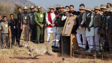 Photo of मध्य प्रदेश: कूनो नेशनल पार्क में तीन चीतों को छोड़ेंगे सीएम यादव