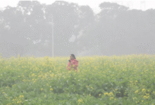 Photo of पंजाब में शीतलहर से गिरा पारा, तापमान में 2 डिग्री तक
