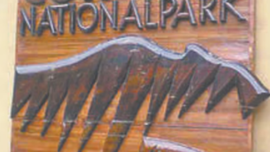 Photo of उत्तराखंड: नए साल पर कड़ी होगी वनों की सुरक्षा