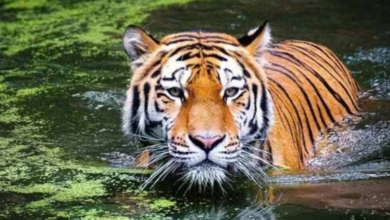 Photo of मध्य प्रदेश: नर बाघ की हत्या, झाड़ियों में मिला शव