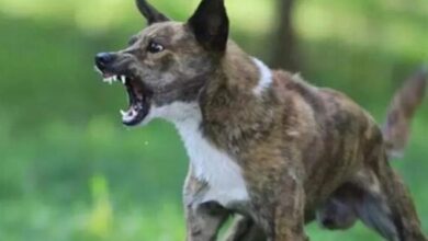 Photo of अलीगढ़ में हैरान कर देने वाला मामला! कुत्ते के काटने के 14 घंटे बाद युवक भौंकने और काटने लगा—इंसान या जानवर