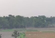 Photo of पटना समेत कई जिलों में लगातार बढ़ रही है ठंड