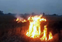 Photo of  पंजाब-हरियाणा में पराली जलाने के मामलों में 50% से ज्यादा की कमी