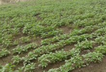 Photo of आगरा: आलू की फसल के लिए ये  30 से 45 दिन का समय अहम, आकार बढ़ाने में करता है मदद
