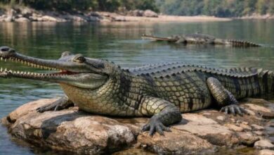 Photo of उत्तराखंड: गंगा बेसिन के सर्वे में मिले 3037 घड़ियाल, चंबल में सबसे अधिक