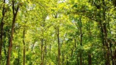 Photo of हरियाणा के इस जिले में अब नहीं कटेंगे 12 हजार पेड़, HC ने रोक लगाई…