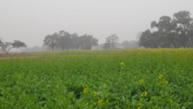 Photo of हरियाणा में कमजोर पश्चिमी विक्षोभ सक्रिय: 18 तक आंशिक रूप से बादल छाए रहेंगे