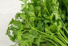 Photo of पंजाबी यूनिवर्सिटी का शोध, सिर्फ 10 दिन में हीमोग्लोबिन स्तर बढ़ाने में मिली सफलता