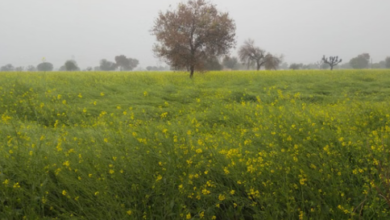 Photo of जनवरी में हुई तीसरी बारिश फसलों के लिए वरदान, ओलावृष्टि वाले इलाकों में सरसों को नुकसान की आशंका