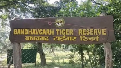 Photo of बांधवगढ़ टाइगर रिजर्व: लापरवाही पड़ी भारी, सफारी में नियम तोड़ने पर 17 चालक, गाइडों को नोटिस