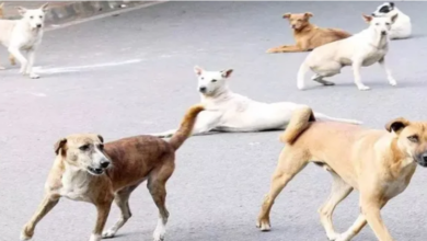 Photo of लुधियाना में आवारा कुत्ते का आतंक