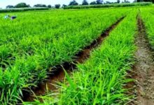 Photo of खेती में आएगी नई क्रांति: न्यूजीलैंड की मॉडर्न तकनीक से लैस होंगे किसान